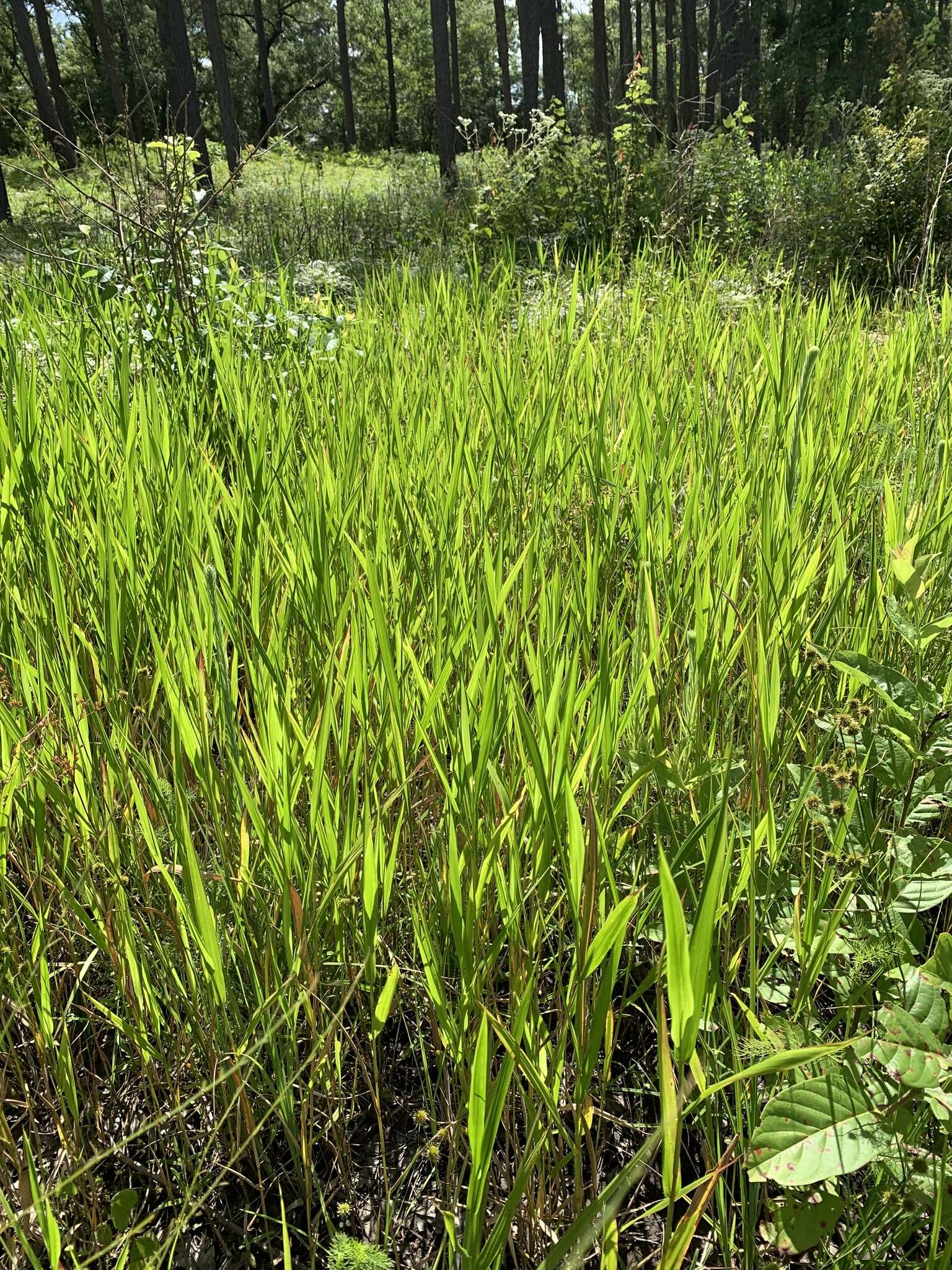 Plancia ëd Panicum hemitomon Schult.