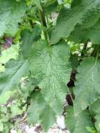 Image of prickly comfrey