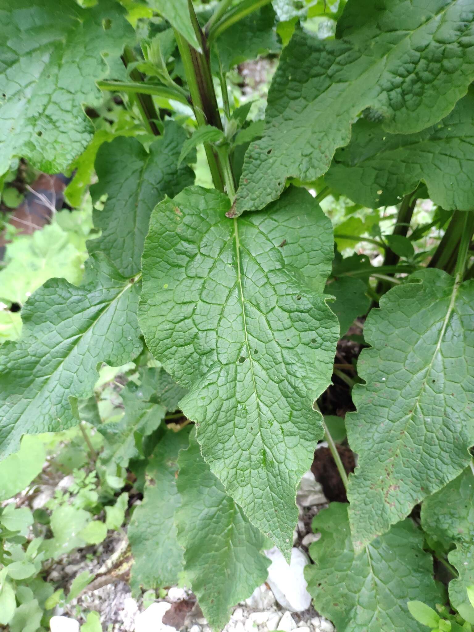 Image of prickly comfrey