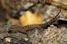 Image of Cyrtodactylus cattienensis Geissler, Nazarov, Orlov, Böhme, Phung, Nguyen & Ziegler 2009