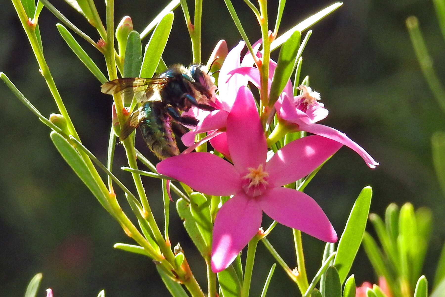 Plancia ëd Xylocopa aeratus (Smith 1851)