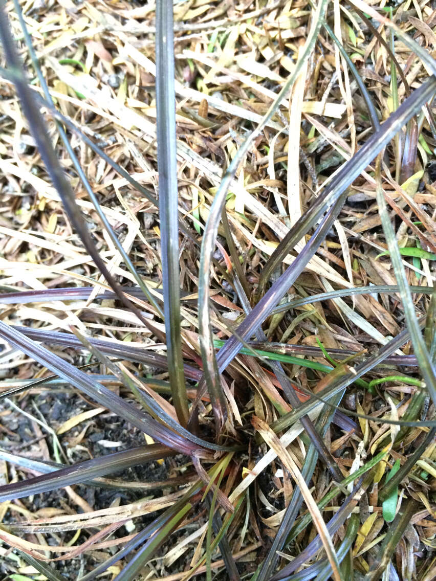 Image of Carex punicea K. A. Ford