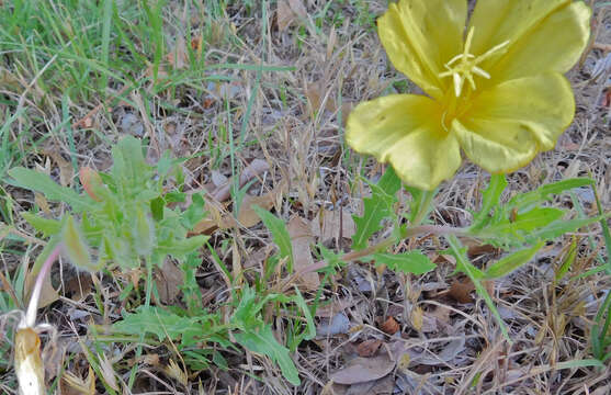 Image of showy evening primrose