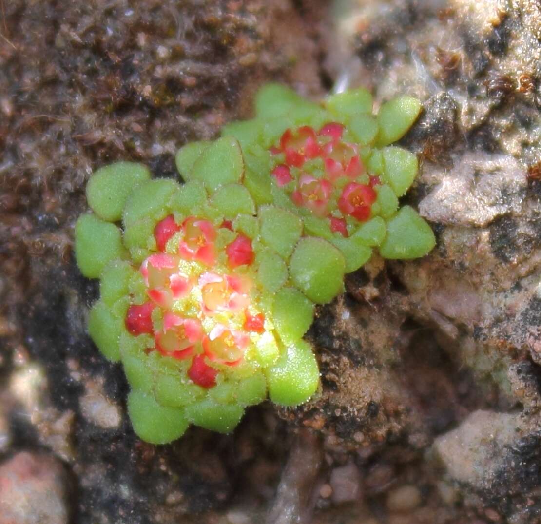 Image of Crassula pageae Tölken