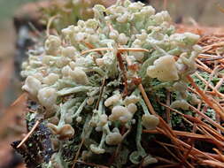 Image of cup lichen