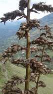 Imagem de Puya bicolor Mez