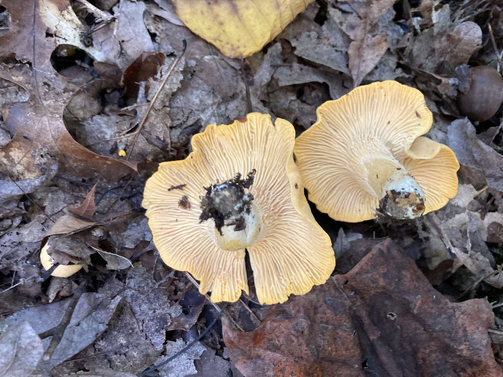 Image of Cantharellus phasmatis Foltz & T. J. Volk 2013