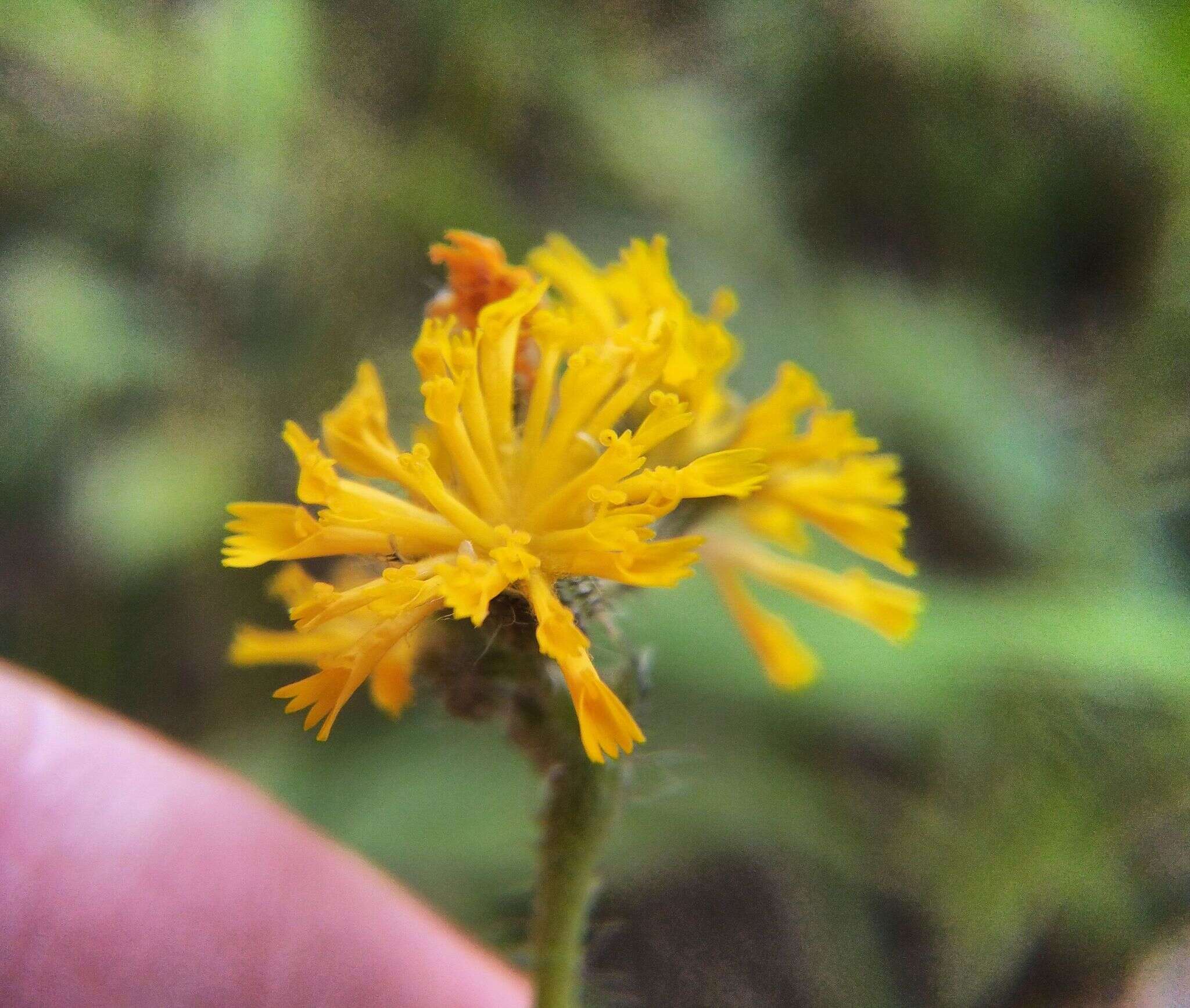 Image of Pilosella novosibirskensis N. N. Tupitsyna