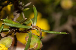 Image of Hibbertia exasperata (Steudel) Briq.