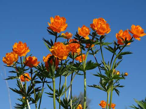 Image of Trollius asiaticus L.