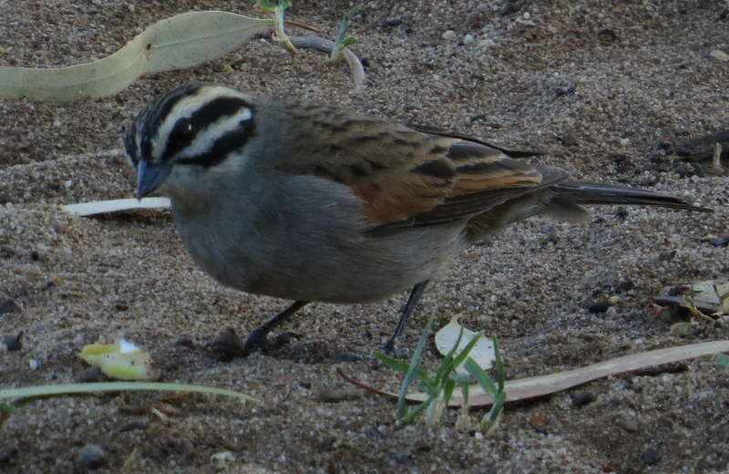 Image of Emberiza capensis capensis Linnaeus 1766