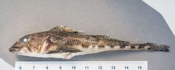 Image of Moustache sculpin