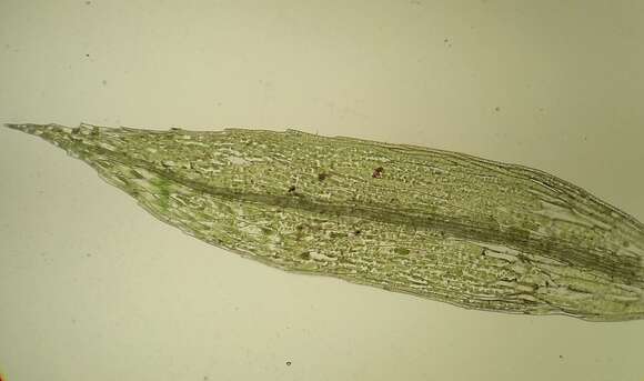 Image of pohlia moss