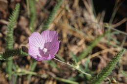 Imagem de Sidalcea asprella Greene