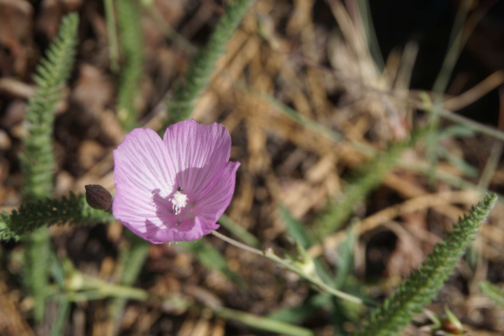 Imagem de Sidalcea asprella Greene