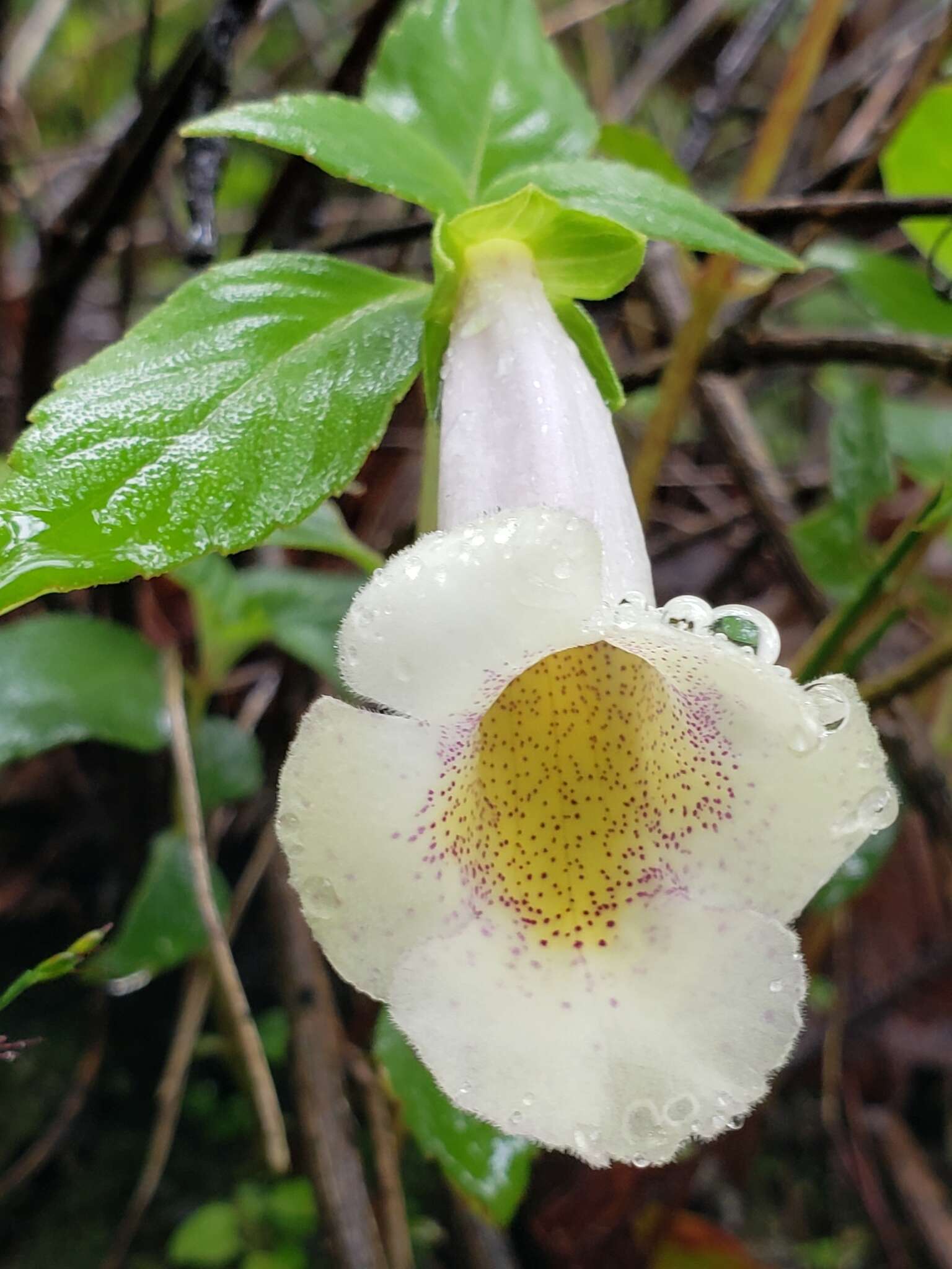 Image of Achimenes glabrata (Zucc.) Fritsch