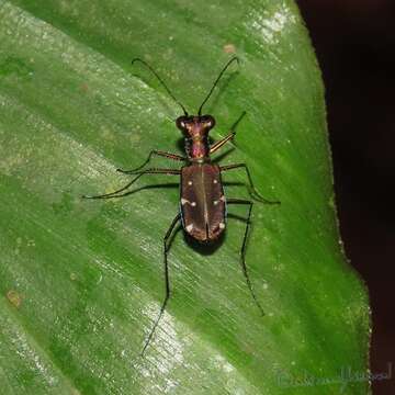 Cylindera (Ifasina) subtilesignata (Mandl 1970) resmi