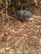 Image of Marginated Tortoise