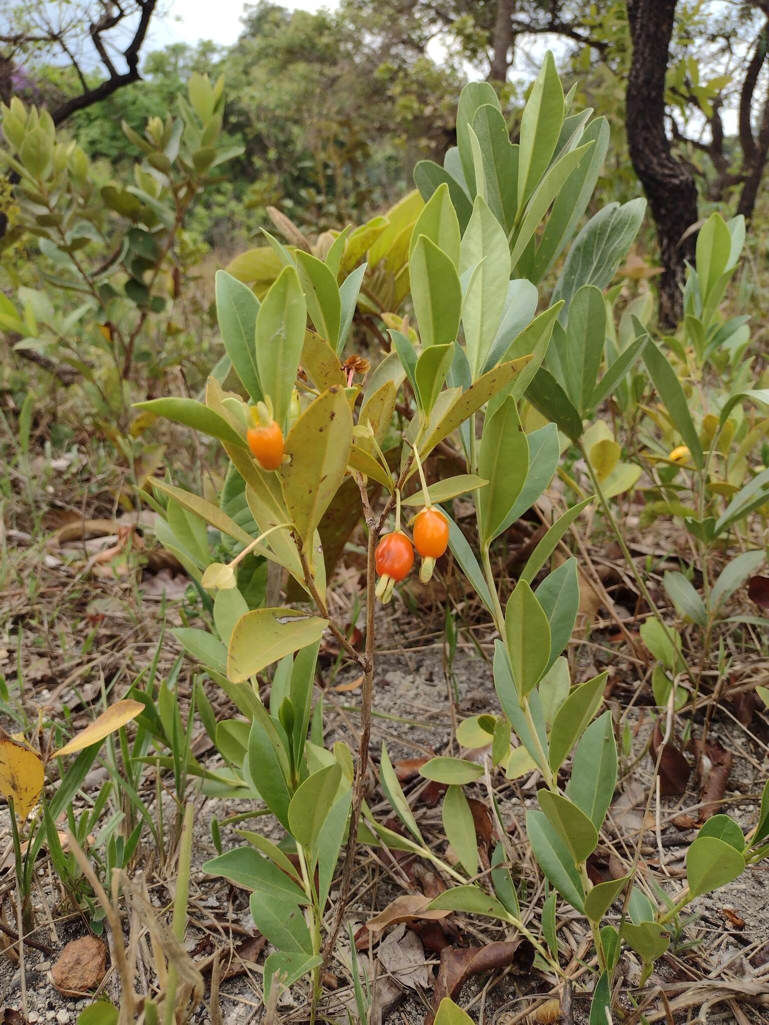 Image de Eugenia involucrata DC.