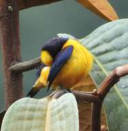 Imagem de Euphonia saturata (Cabanis 1861)