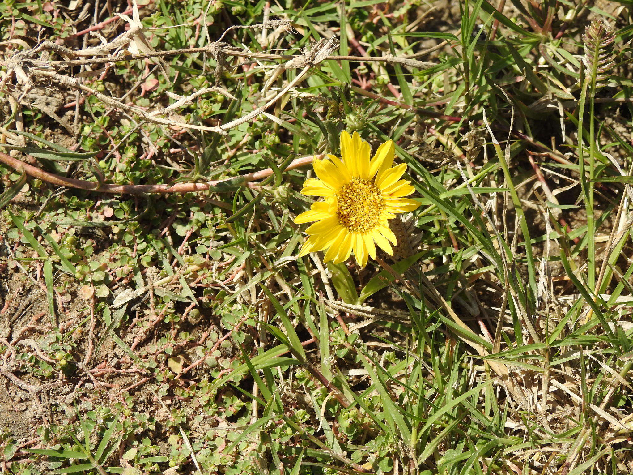 Image of Grindelia scorzonerifolia Hook. & Arn.