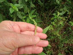 صورة Persicaria setacea (Baldw. ex Ell.) Small