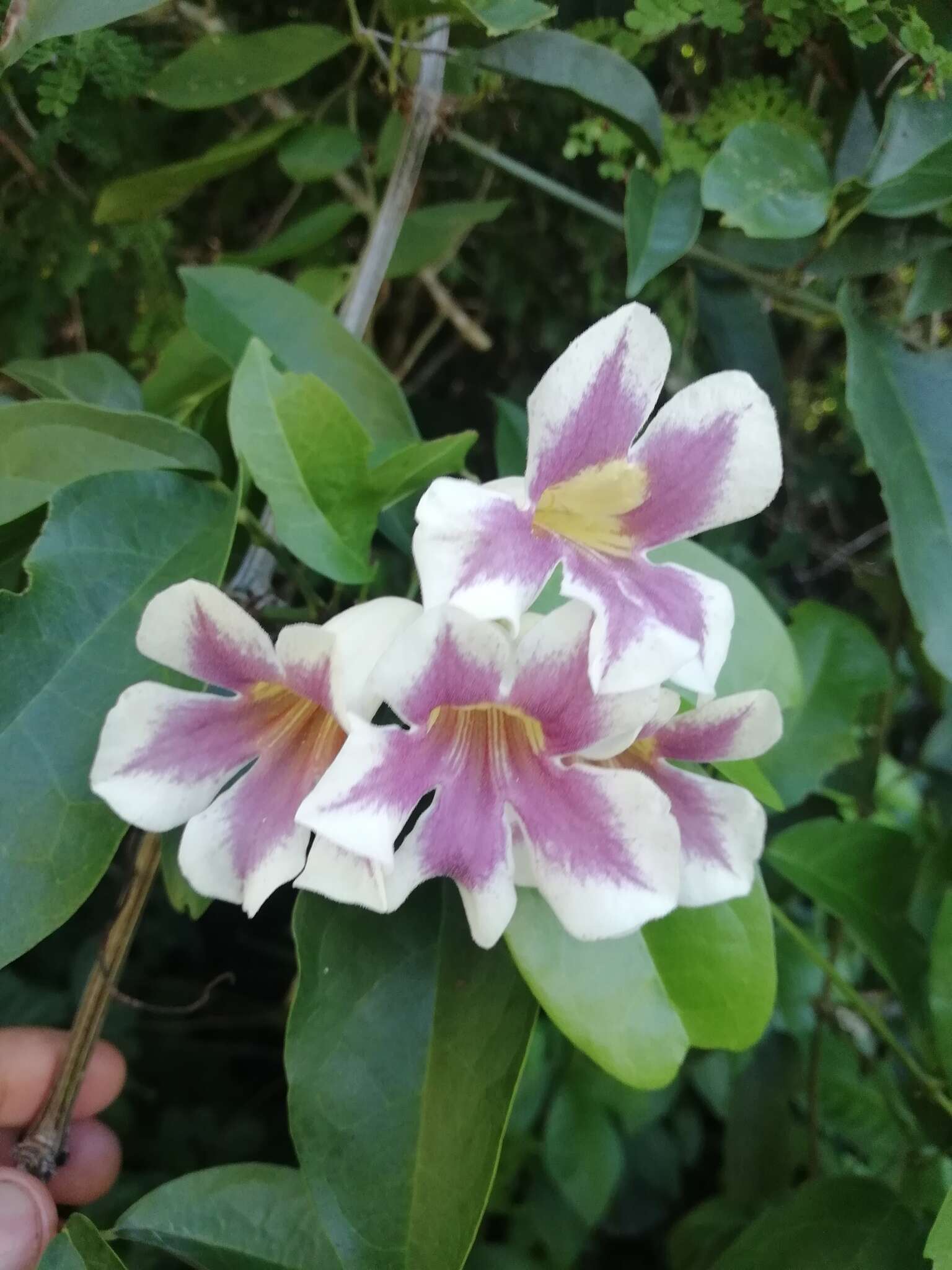 Image de Bignonia potosina (K. Schum. & Loes.) L. G. Lohmann