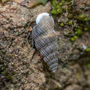 Image of Obscurella bicostulata Gofas 1989