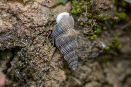 Image of Obscurella bicostulata Gofas 1989