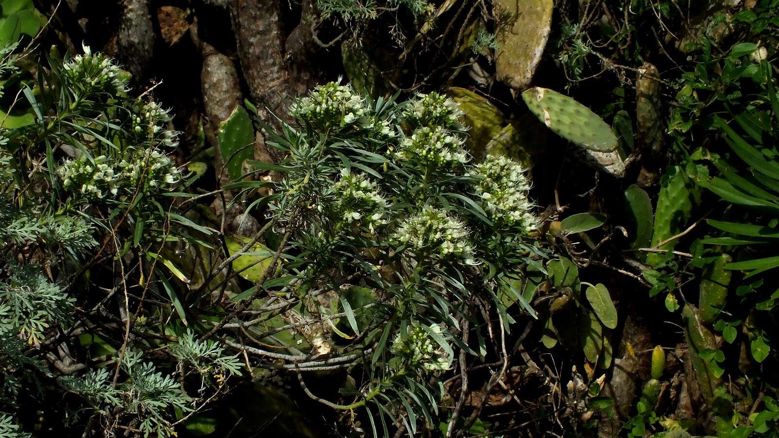 Image of Echium leucophaeum Webb ex Sprague & Hutchinson