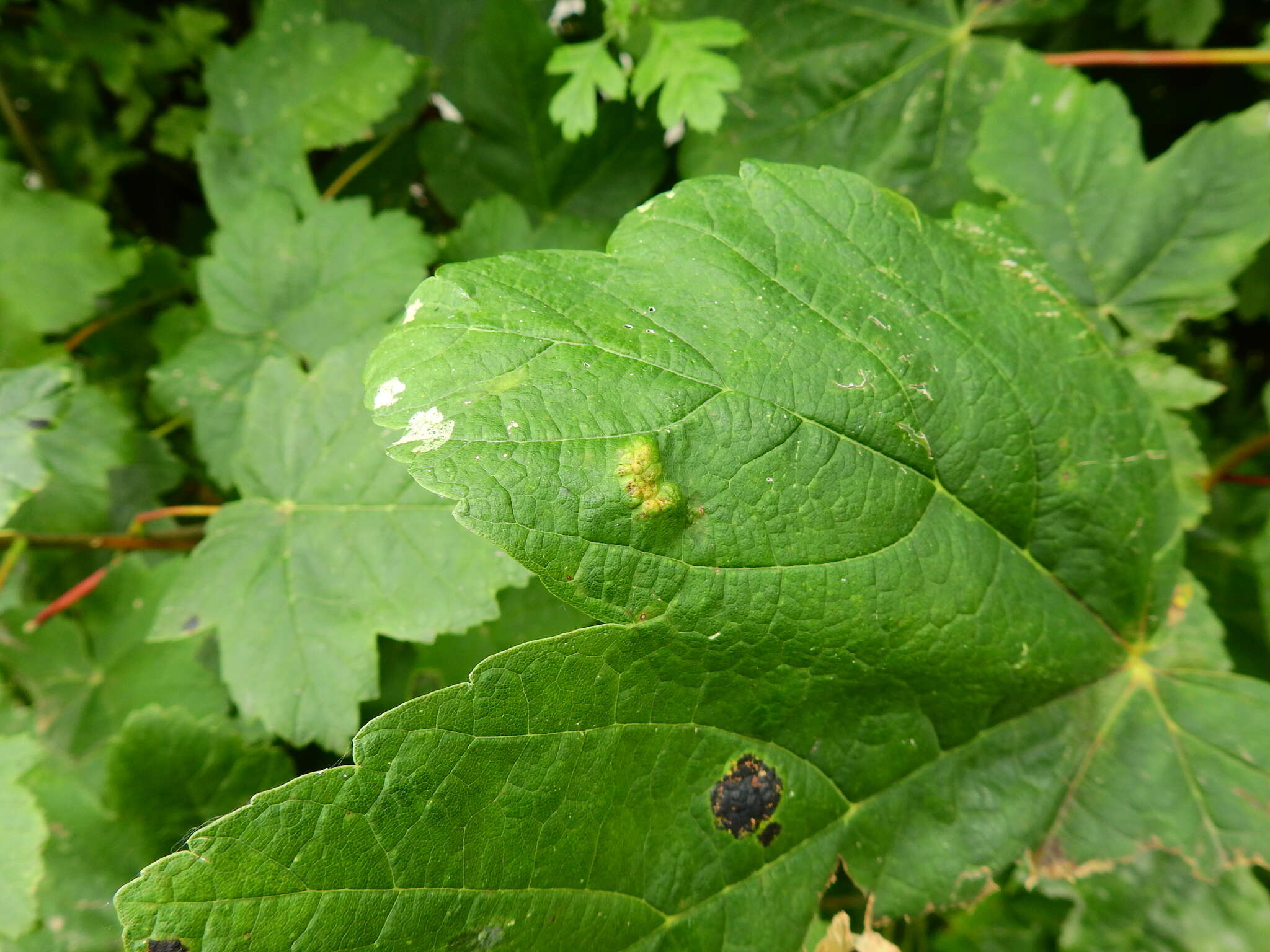 Image of Aceria pseudoplatani