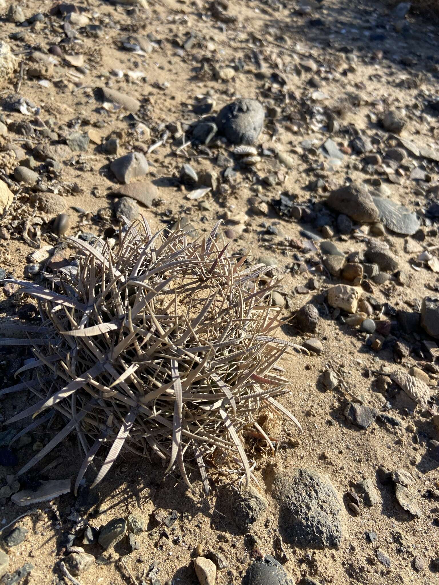 Image of Ferocactus fordii subsp. fordii