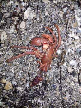 Image of striated hermit crab