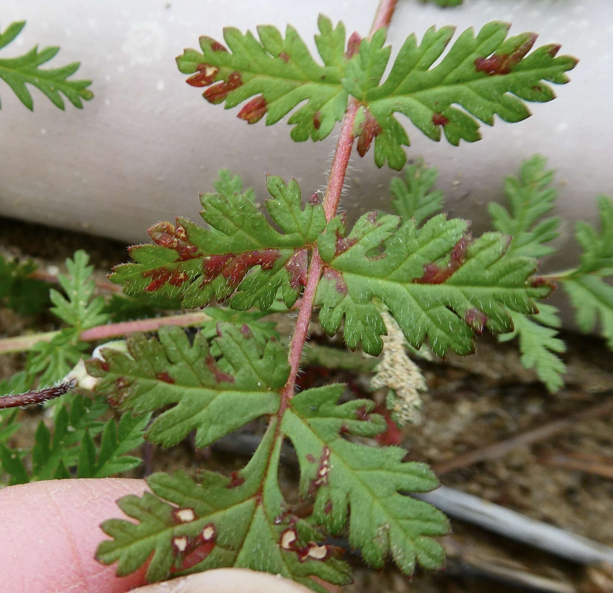 Peronospora erodii resmi