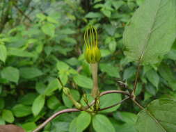 Ceropegia pubescens Wall.的圖片