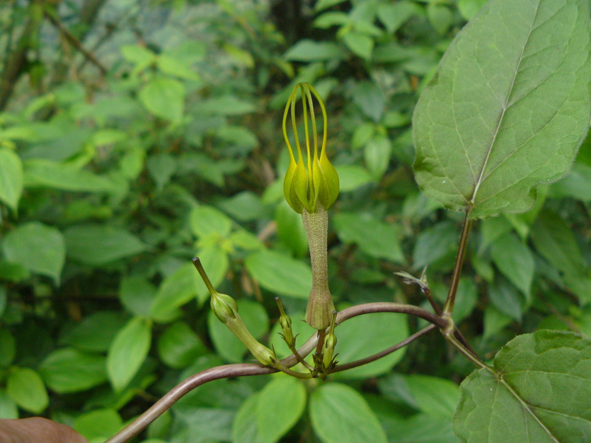 Image of Ceropegia pubescens Wall.