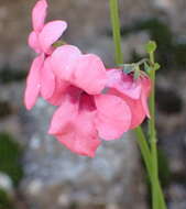 Image of Diascia integerrima E. Mey. ex Benth.