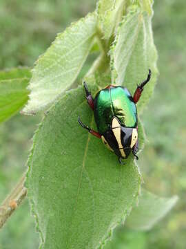 Image of Rutela laeta (Weber 1801)