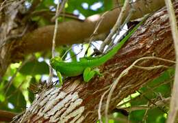 Image of Baracoa Anole