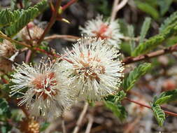 Image of Graham's mimosa