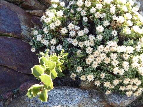 Image of cliff goldenbush