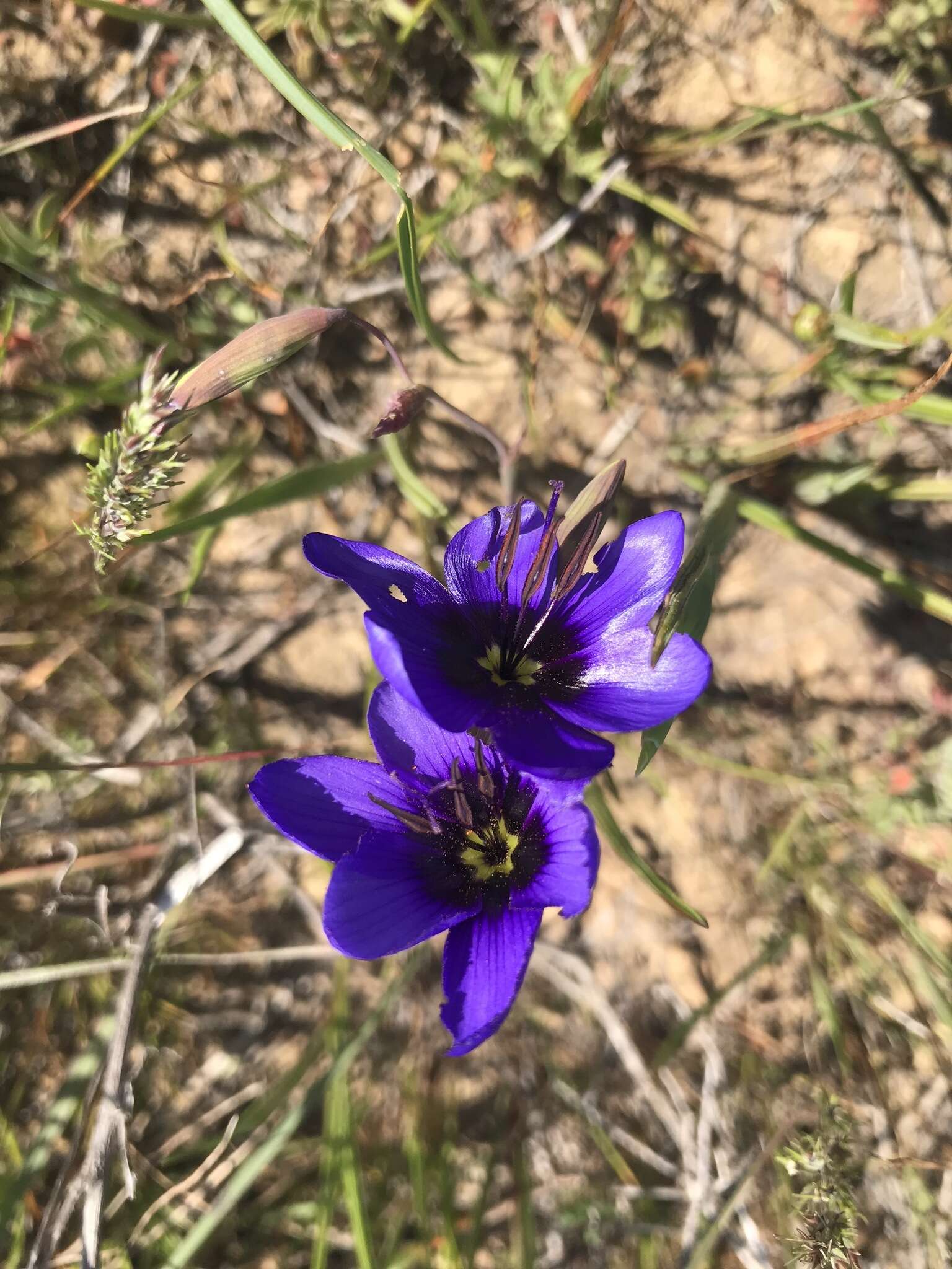 Image of Geissorhiza splendidissima Diels