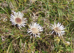 Image of Carlina acaulis L.