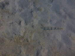 Image of Sand lizardfish
