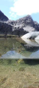 Image of Rock-pool Blenny