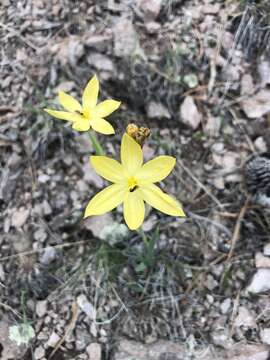 Image of Arizona blue-eyed grass