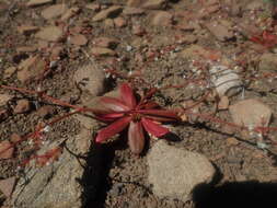 Image of Vortriede's spineflower