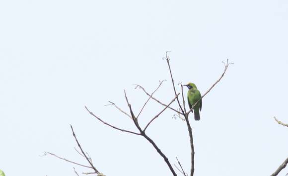 Image of Golden-fronted Leafbird