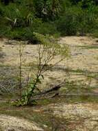 Image of Florida Indian plantain