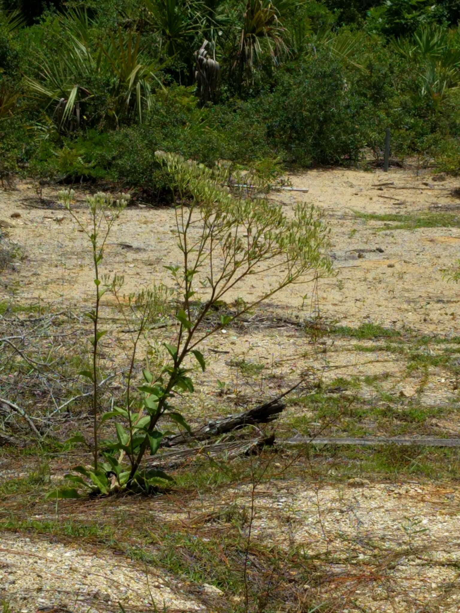 Image of Florida Indian plantain